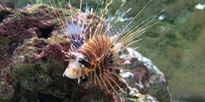 aquarium-de-lyon-divers-1