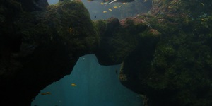 aquarium-de-lyon-divers-2