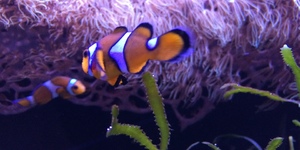 aquarium-de-lyon-divers-4
